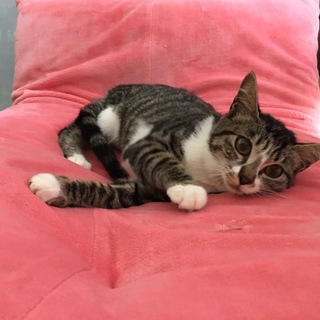 美形ソックスエプロン猫ちゃん4ヶ月