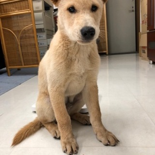 生後３か月☆家族を募集しています。