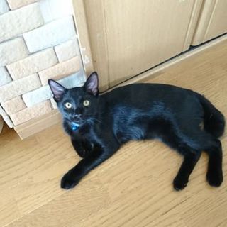 優しくて甘えん坊黒くん動画あり