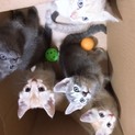 里親を探しています
