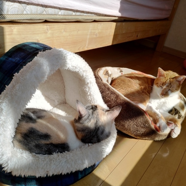 yachigon8のカバー写真