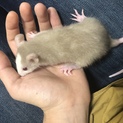 ファンシーラット の赤ちゃん