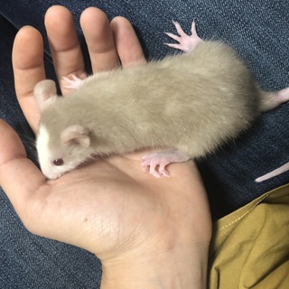 ファンシーラット の赤ちゃん