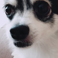 コロネ