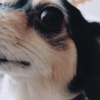 ワッフル