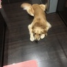 ご飯の準備中伏せて待ち伏せ