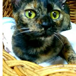 と～～っても懐っこい甘えたの錆猫つむぎちゃん