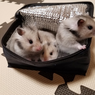 一匹、里親様決定させて頂きました✾