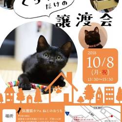 くろねこだけの譲渡会