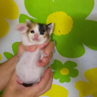 三毛猫ちゃん生後3週間離」兵庫県 - 猫の里親募集(229448