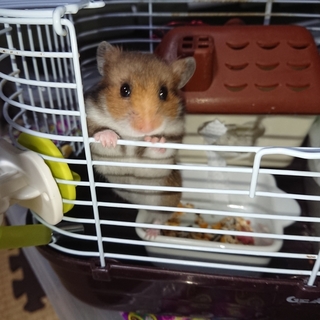 ７月２６日生まれのハムチャン