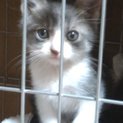 灰ハチ仔猫里親募集