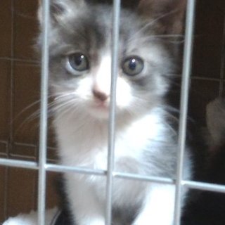 灰ハチ仔猫里親募集