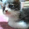 灰ハチ仔猫里親募集 サムネイル6