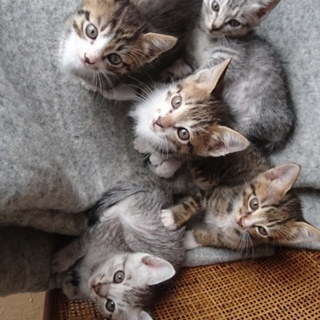 (残り1匹)生まれたばかり子猫です!