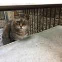 大人しい大人猫 丸顔のキジトラ