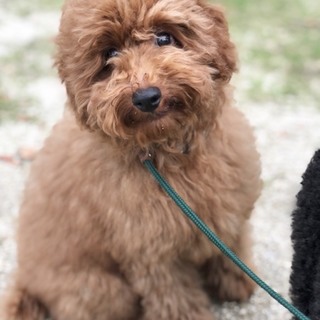 生まれつき全盲のトイプードル 男の子 仔犬のボブ