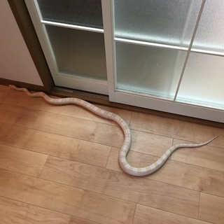 コーンスネーク☆2匹