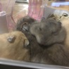 お母さんハムと子供たち