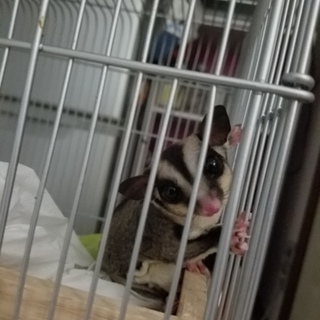 フクロモモンガ 沢山のご応募ありがとうございました