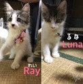 里親を探しています