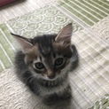 保護子猫2匹