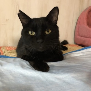 【ピートくん】なでなで大好き甘えん坊の黒猫男子