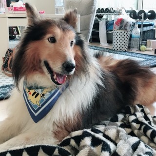 シェルティ 里親決定しました。