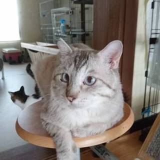 ジャスティス☆オス☆シャム