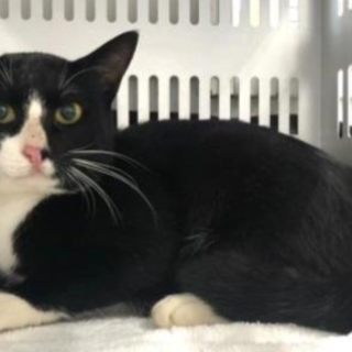 処分対象になる猫ちゃんです。収容期限10/1朝迄