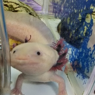 里親募集します。