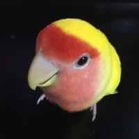 ゆず