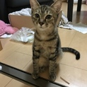 可愛い子猫(´•ω•ˋ)