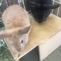 子うさぎの里親を募集します
