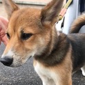 【助けて下さい❗️】かわいい子犬です！