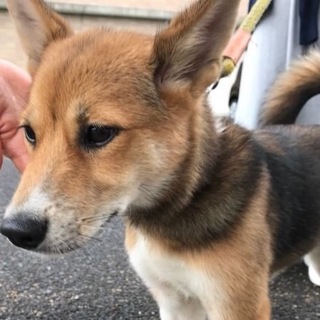 【助けて下さい❗️】かわいい子犬です！