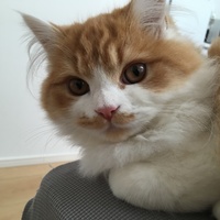れおん