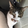 ツムラ