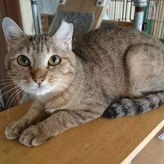 ギジ☆メス