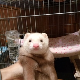 カナディアン オス 2歳