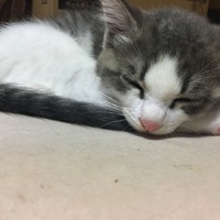 もふもふ