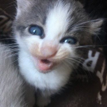 の写真