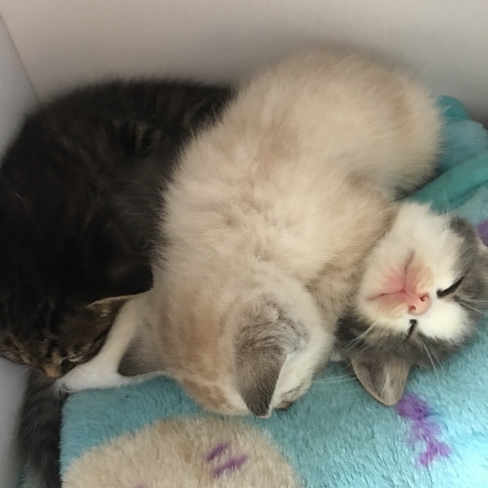 もふもふのカバー写真