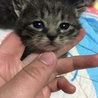 の写真