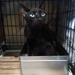 処分間近美人黒猫さん動画あります