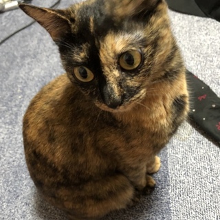 里親募集してます！