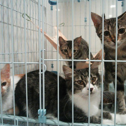 猫のごえんむすび