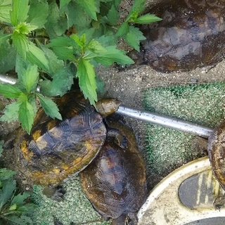カメの里親募集