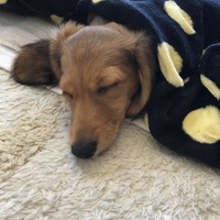モカ