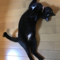 わらび